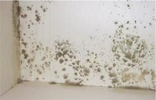 墙面发霉 墙面发霉