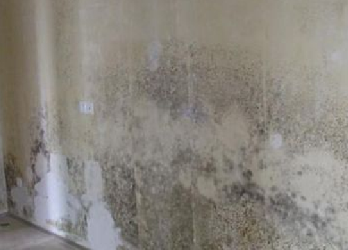 墙面长霉