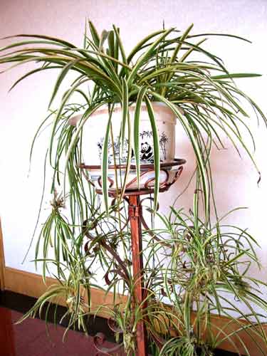 新房入住别担心!10大植物高手除甲醛