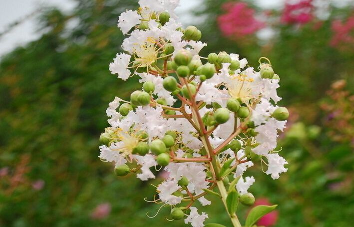 紫薇花
