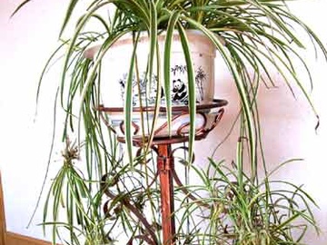 新房入住别担心!10大植物高手除甲醛