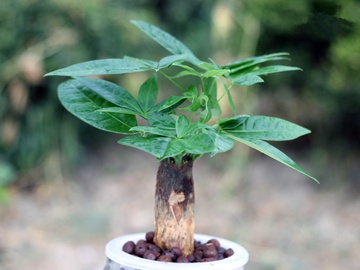 了解十种家居植物常见死因及养法!